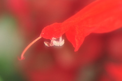 笑顔