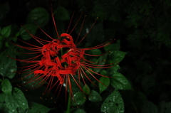 紅