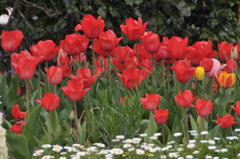 春の花壇