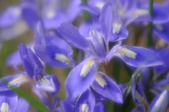 ふるさとの花
