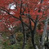 寄り添う秋