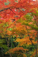 紅