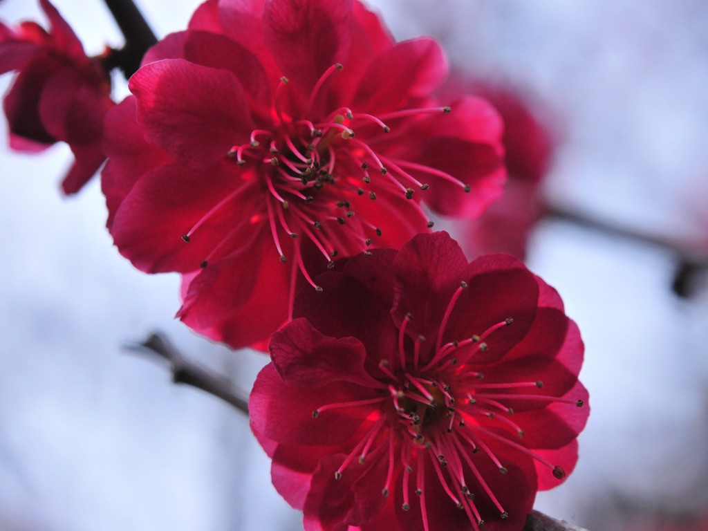 紅