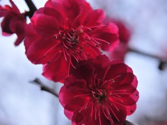 紅