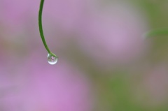 ひみつの花園
