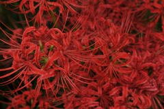 競う