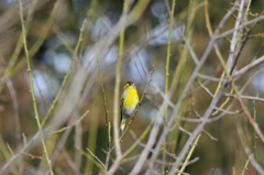 出逢えた鳥たちに感謝してー１
