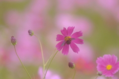 甘い誘惑