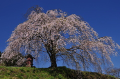一本桜