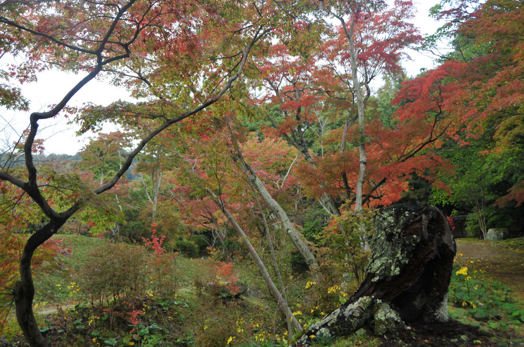 雨上がりの紅葉