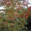 雨上がりの紅葉