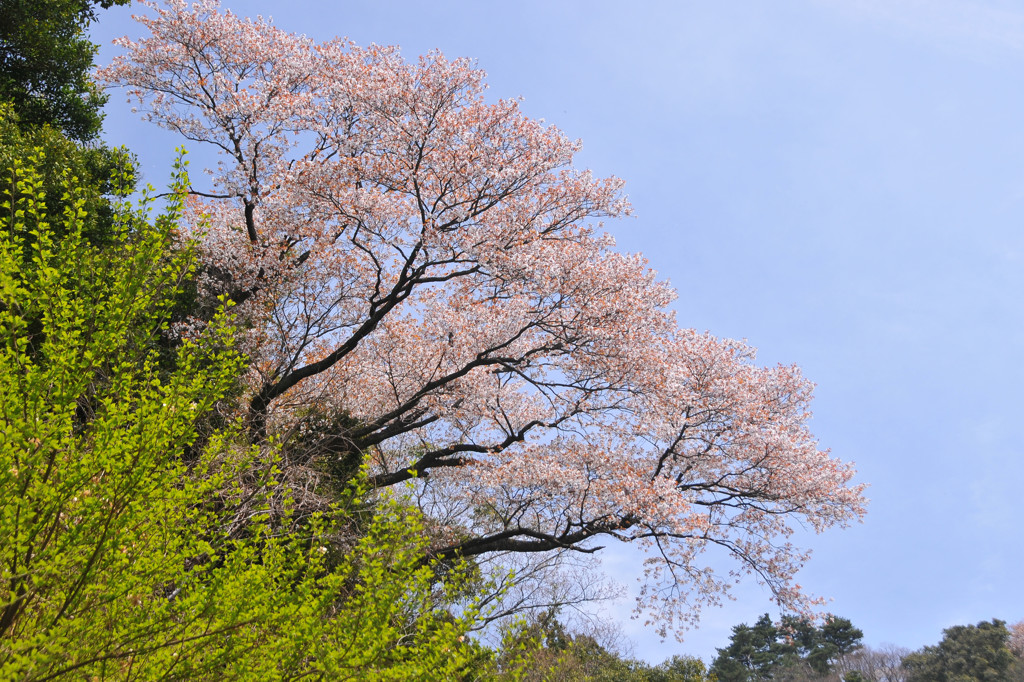 想い出桜