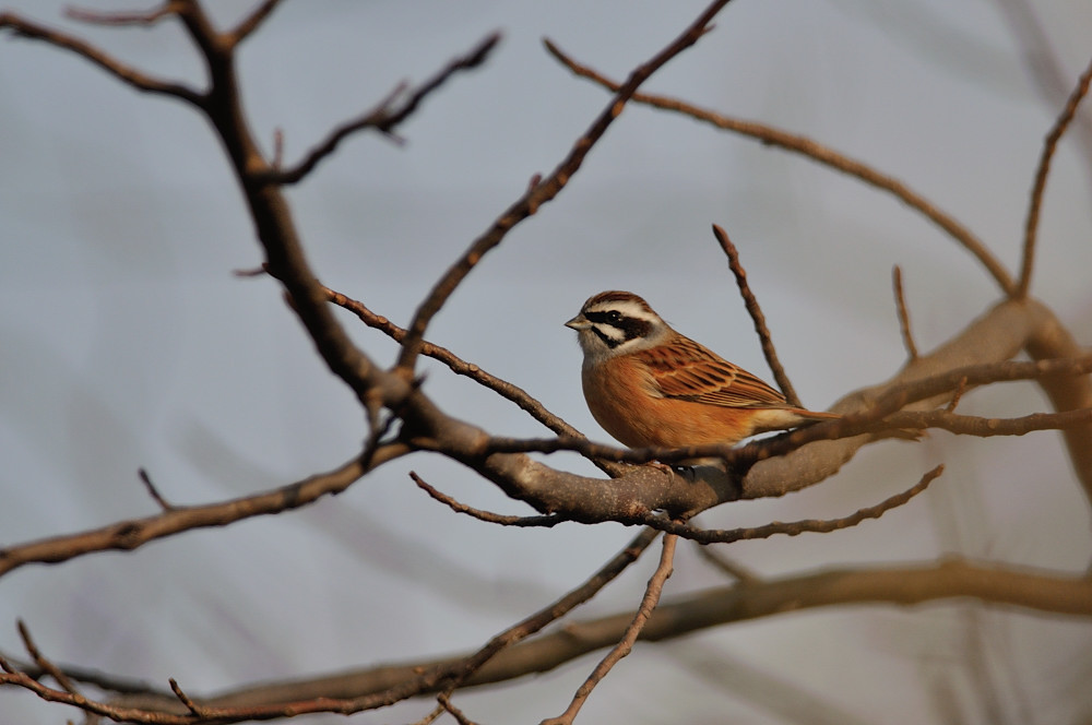 出逢えた鳥たちに感謝してー３
