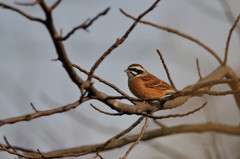 出逢えた鳥たちに感謝してー３