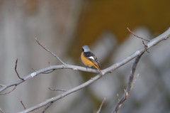 出逢えた鳥たちに感謝してー６
