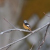 出逢えた鳥たちに感謝してー６