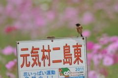看板ノビ太