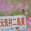 看板ノビ太