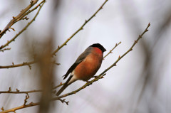 出逢えた鳥たちに感謝してー４