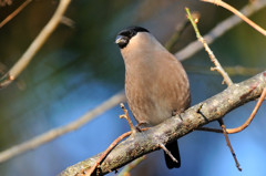 出逢えた鳥たちに感謝してー２