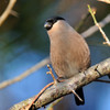 出逢えた鳥たちに感謝してー２