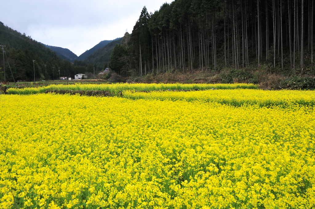 菜の花棚田