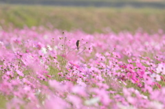 静かな朝に