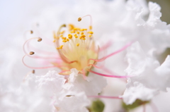 8月の花嫁