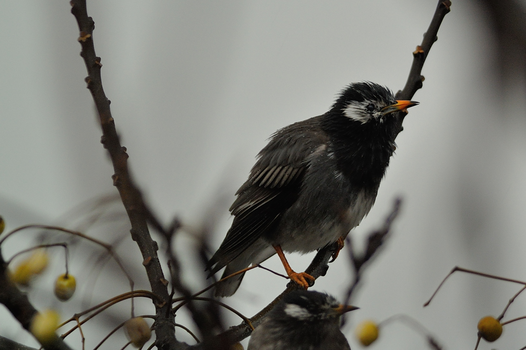雨の中の鳥たちー１