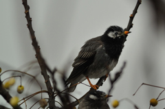 雨の中の鳥たちー１