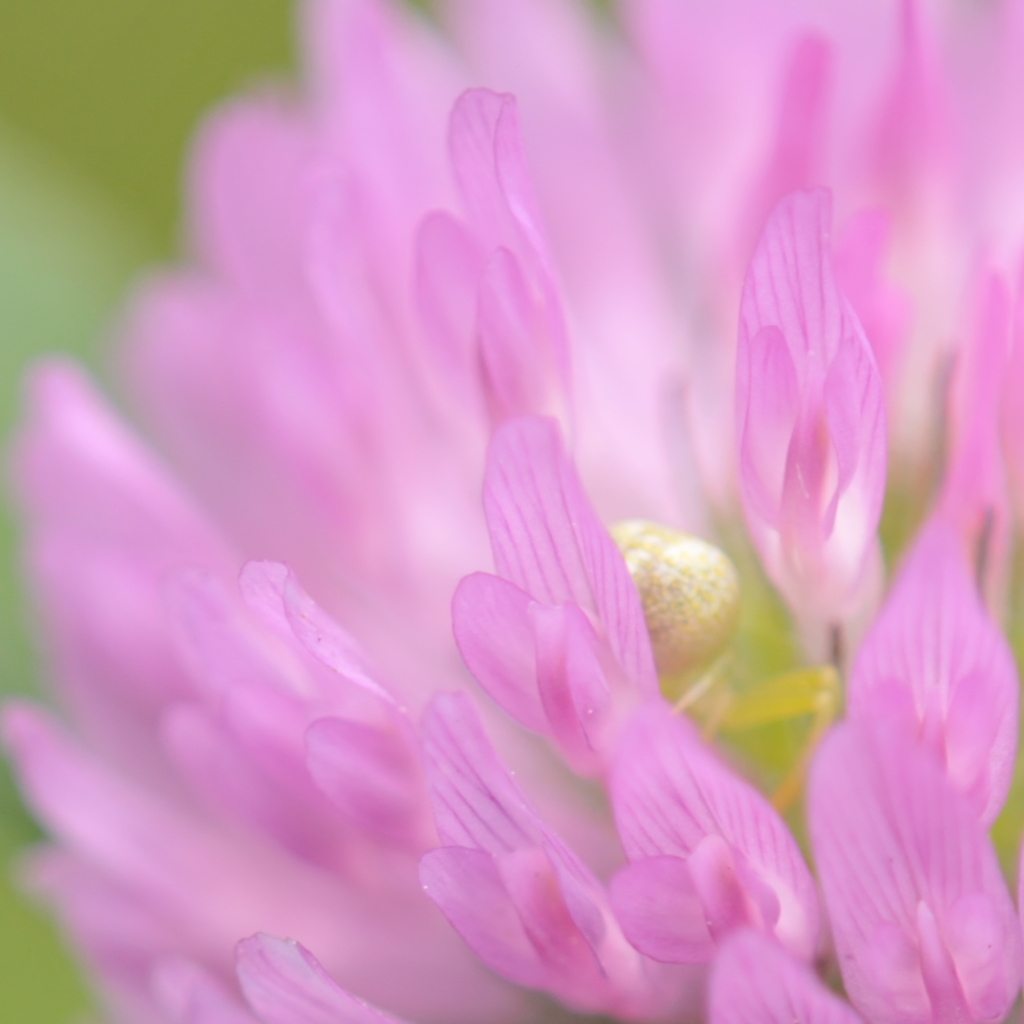 秘密の花園