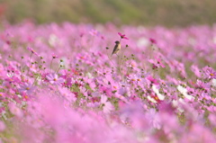 この花が好き