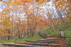 秋の北海道ー６