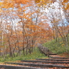 秋の北海道ー６