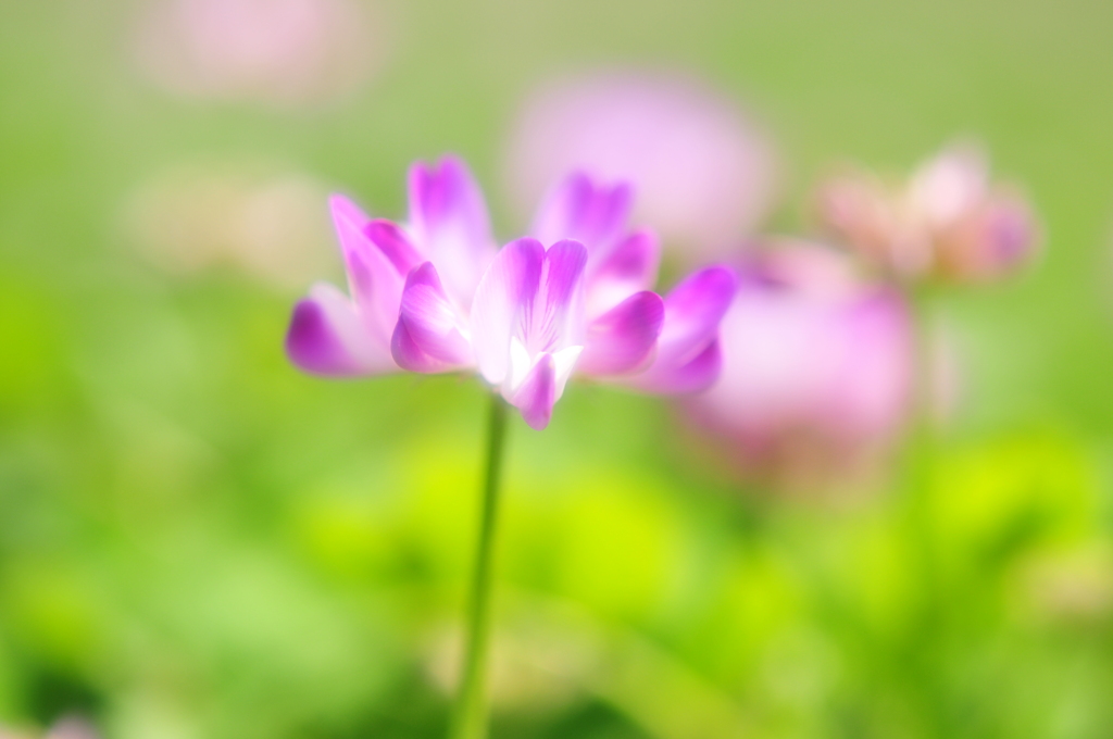 思い出の花