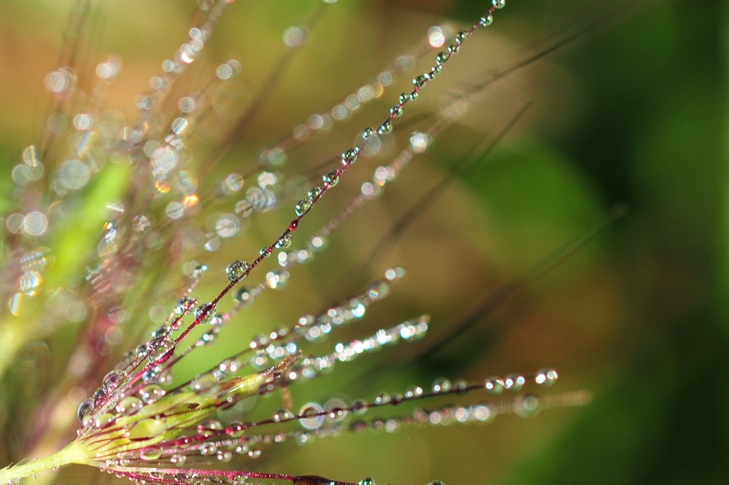 水花火