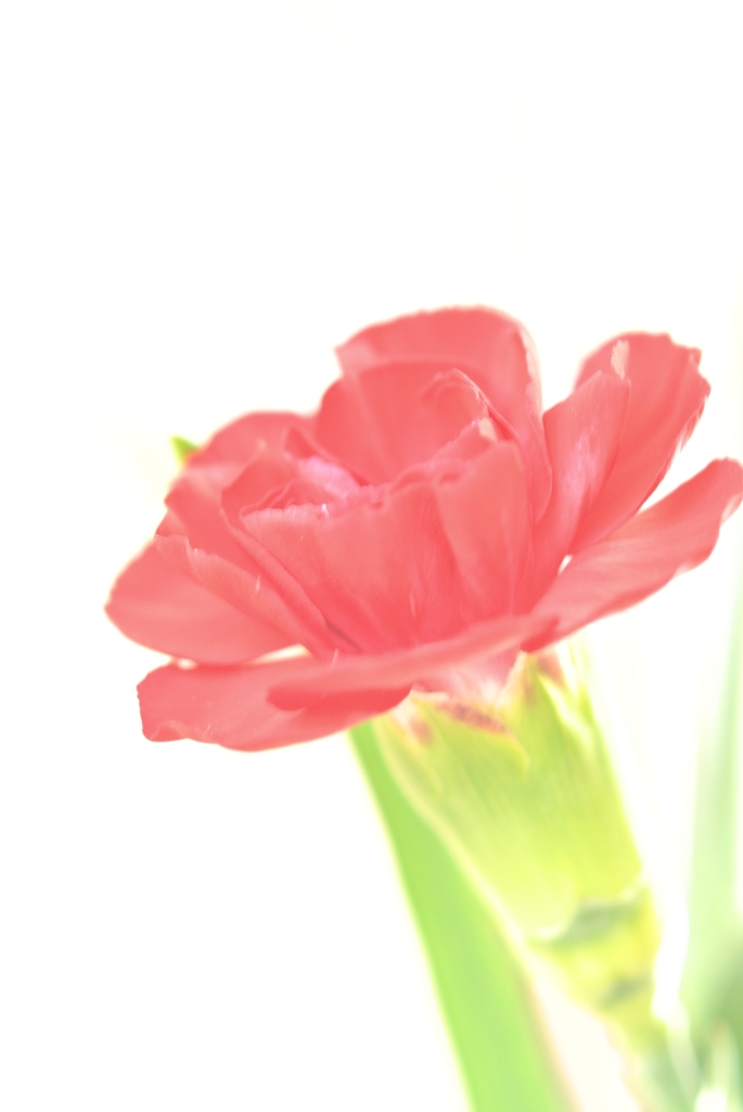 母の花