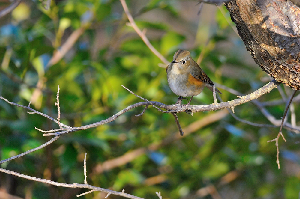 出逢えた鳥たちに感謝してー５