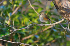 出逢えた鳥たちに感謝してー５