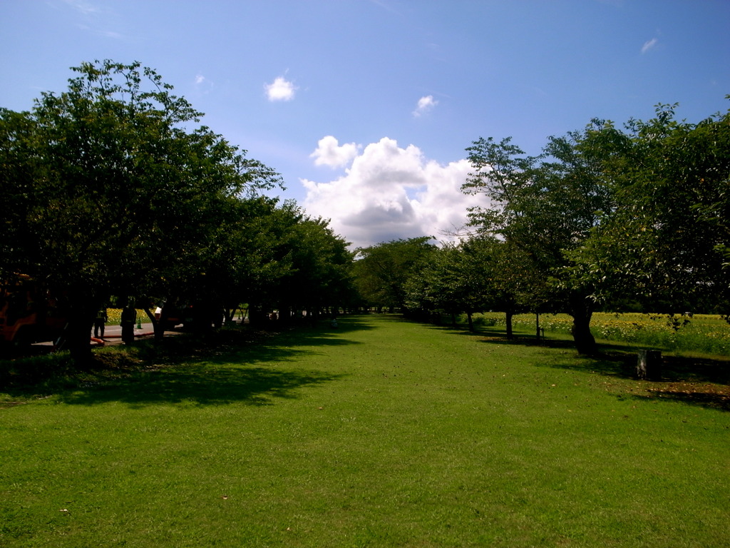 夏の散歩道。