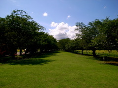 夏の散歩道。