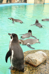 ペンギン