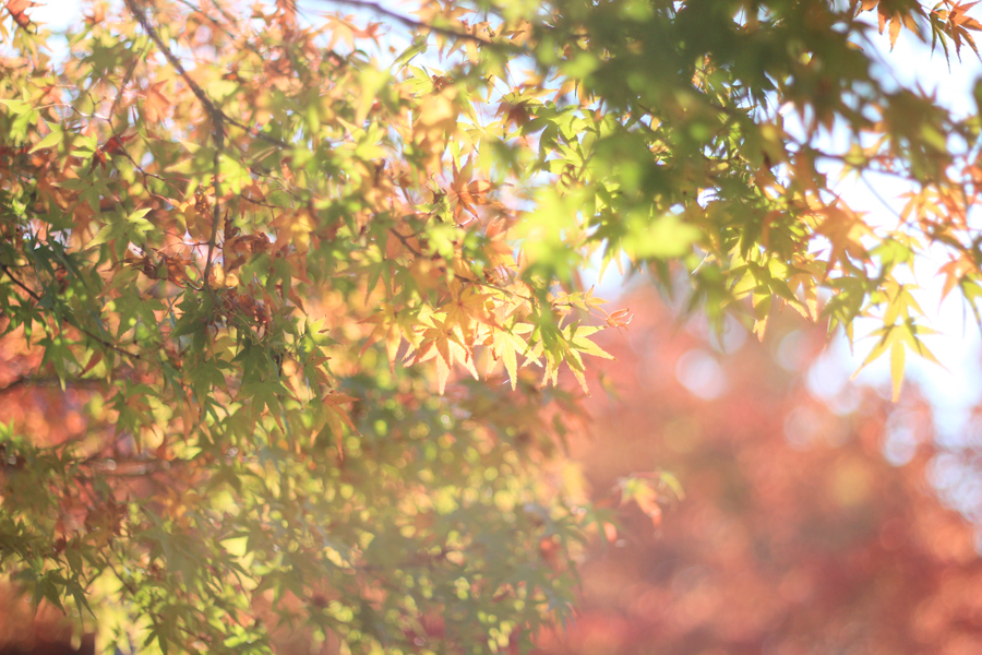 きいろ紅葉