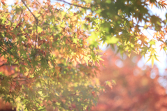 きいろ紅葉