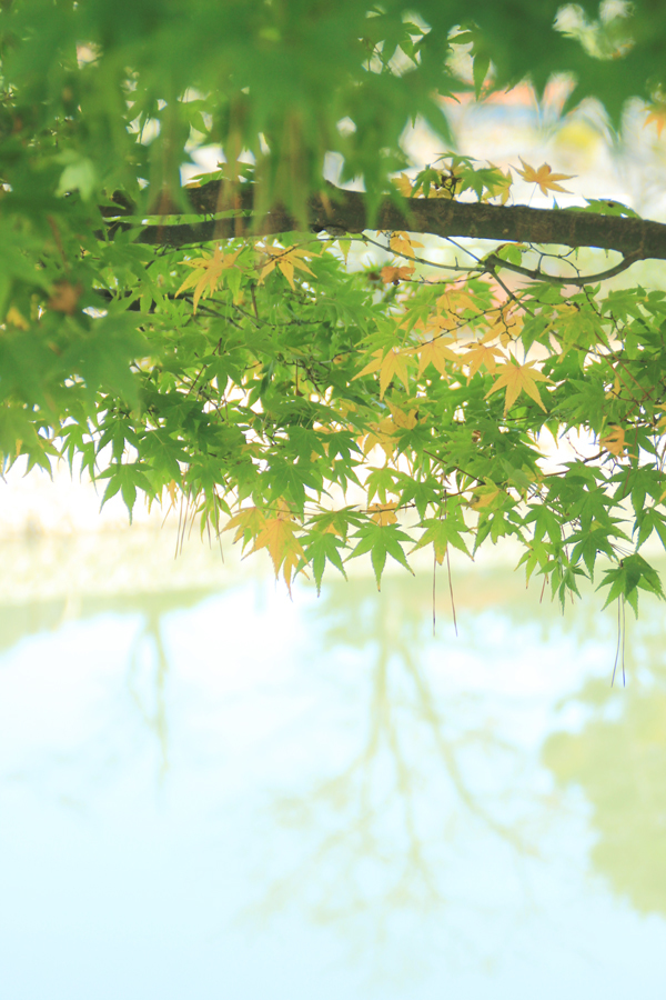 みどり紅葉