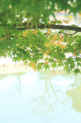 みどり紅葉