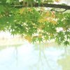 みどり紅葉