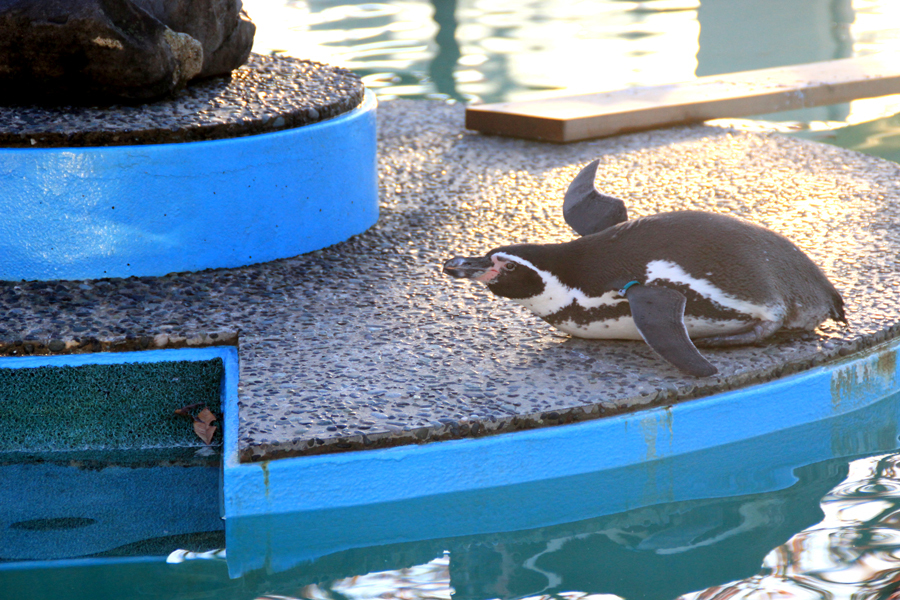 ペンギン