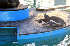 ペンギン