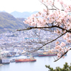 尾道の桜